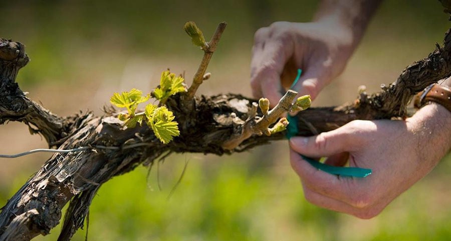 man tieing up a shoot of the vine in Ktima Spiropoulos vineyards